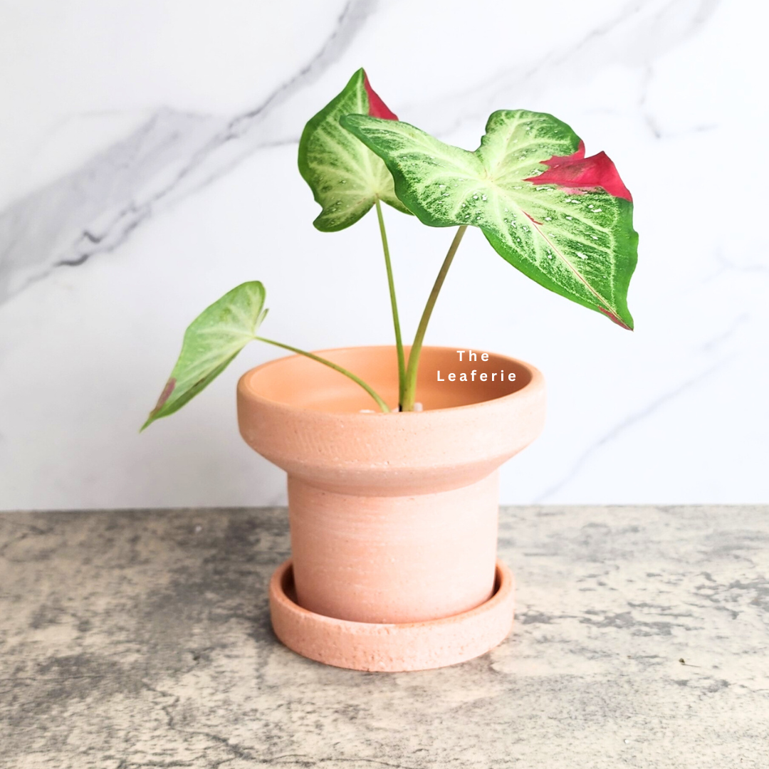 Yara Terracotta Flowerpot with Tray