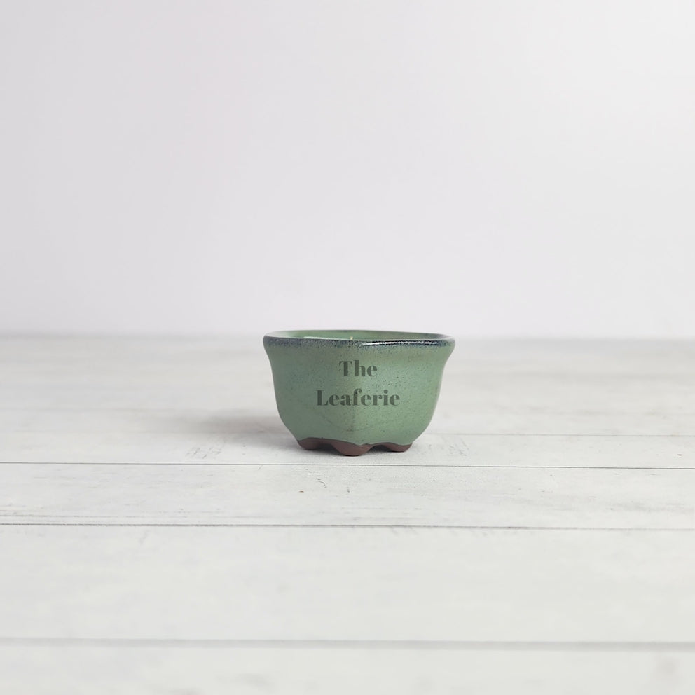 Petit Bonsai Pot (Series 16) Hexagon shape