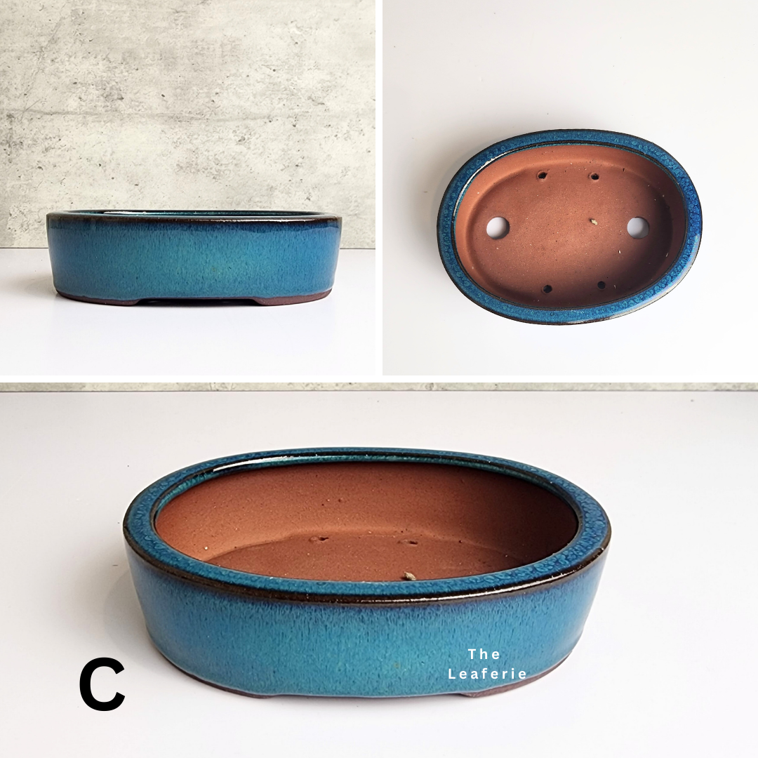 Petit Bonsai Pot (Series 14) Oval