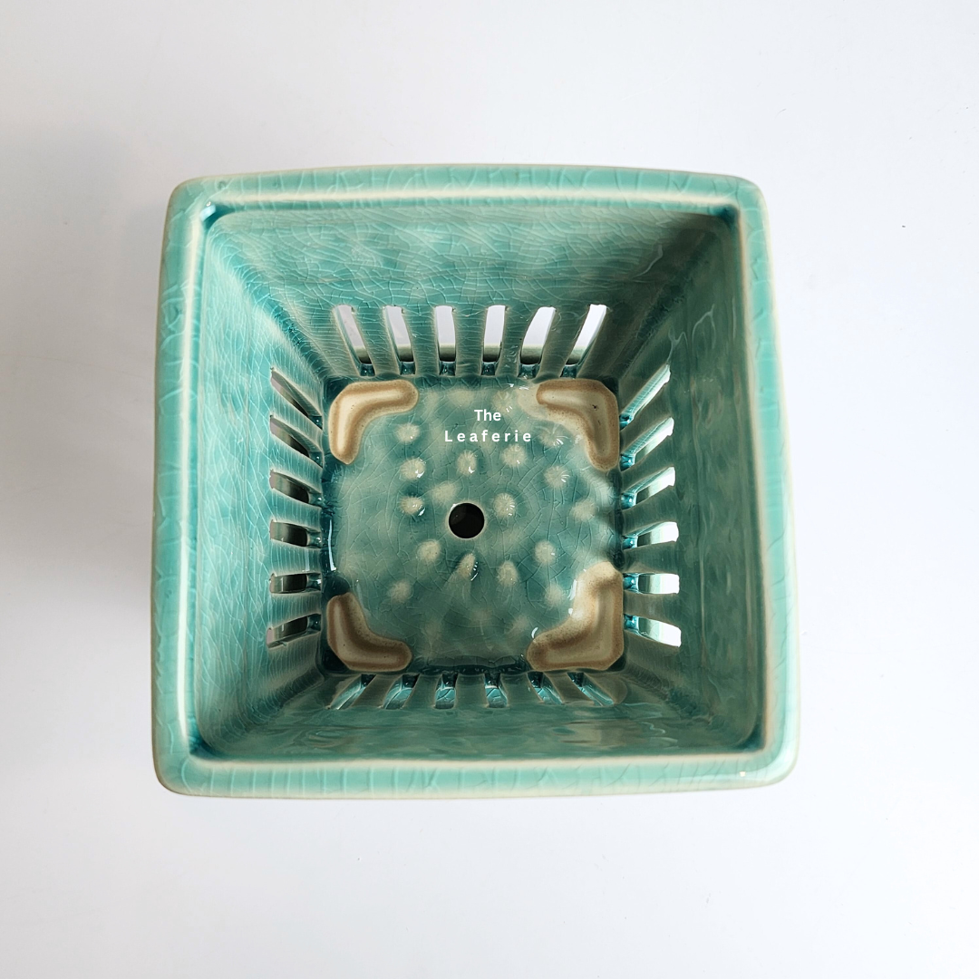 Leia Orchid Flowerpot with Tray (Series 2)