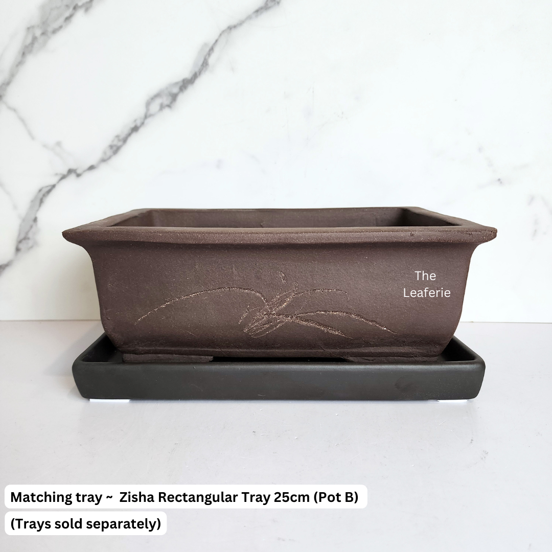 Bonsai Rectangular (Series 2)