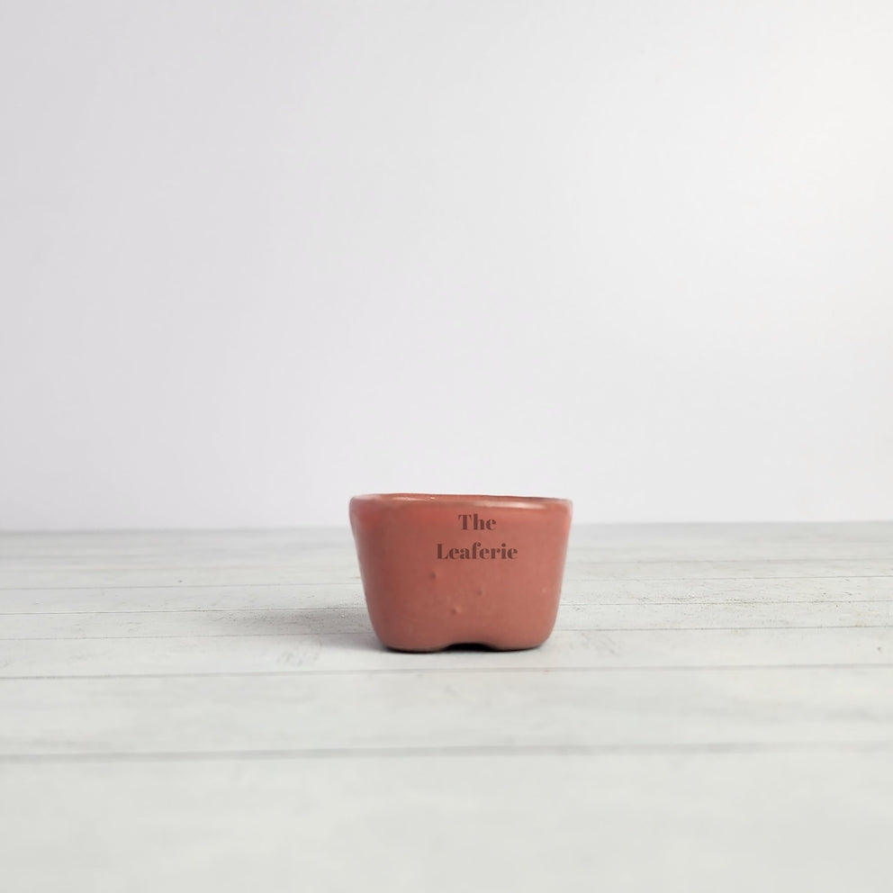 Petit Bonsai Flowerpot (Series 6)