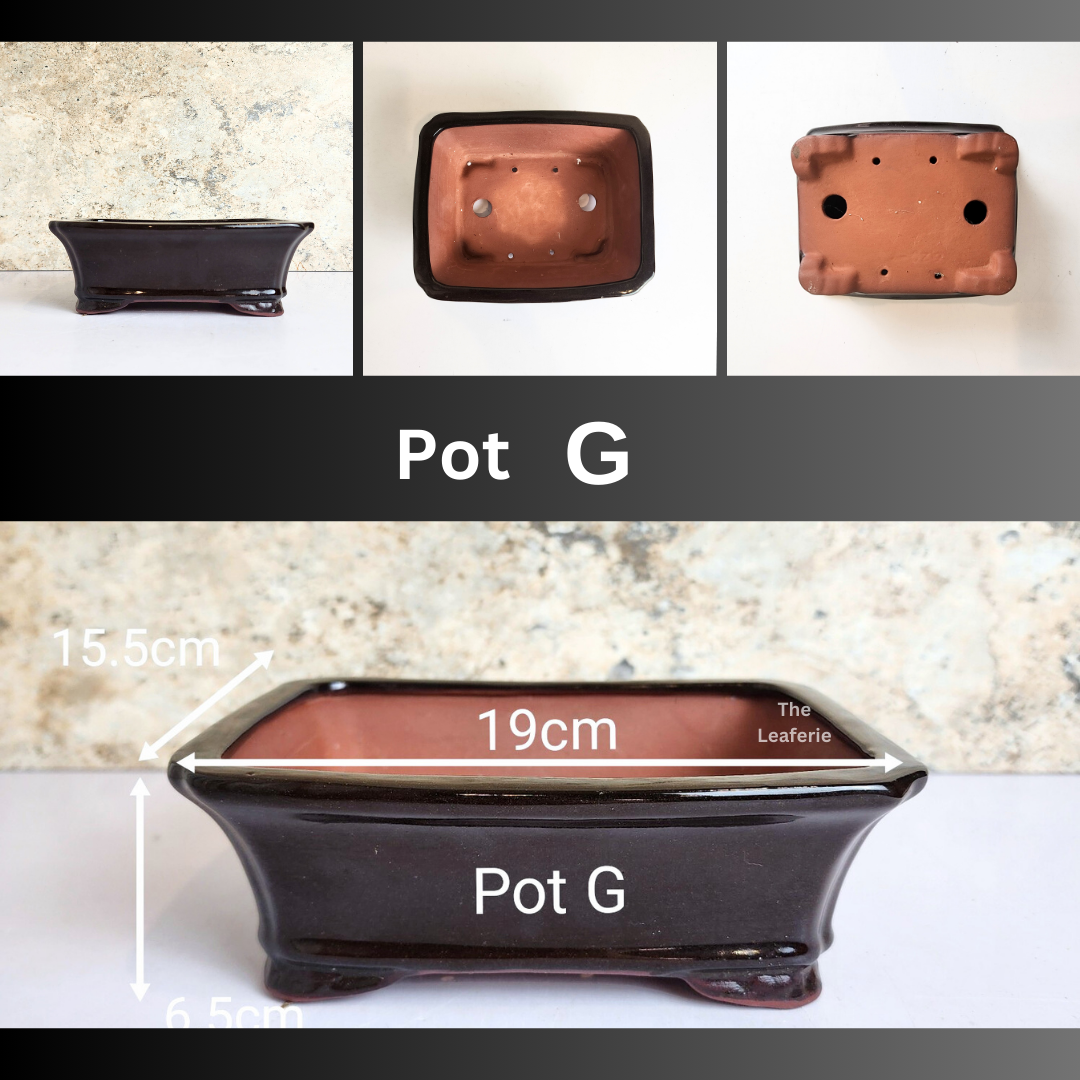Bonsai Tally Flowerpot (Series 3)