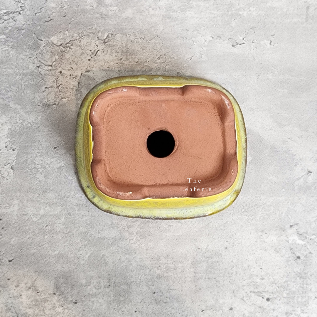 Bonsai Flowerpot (Series 24)