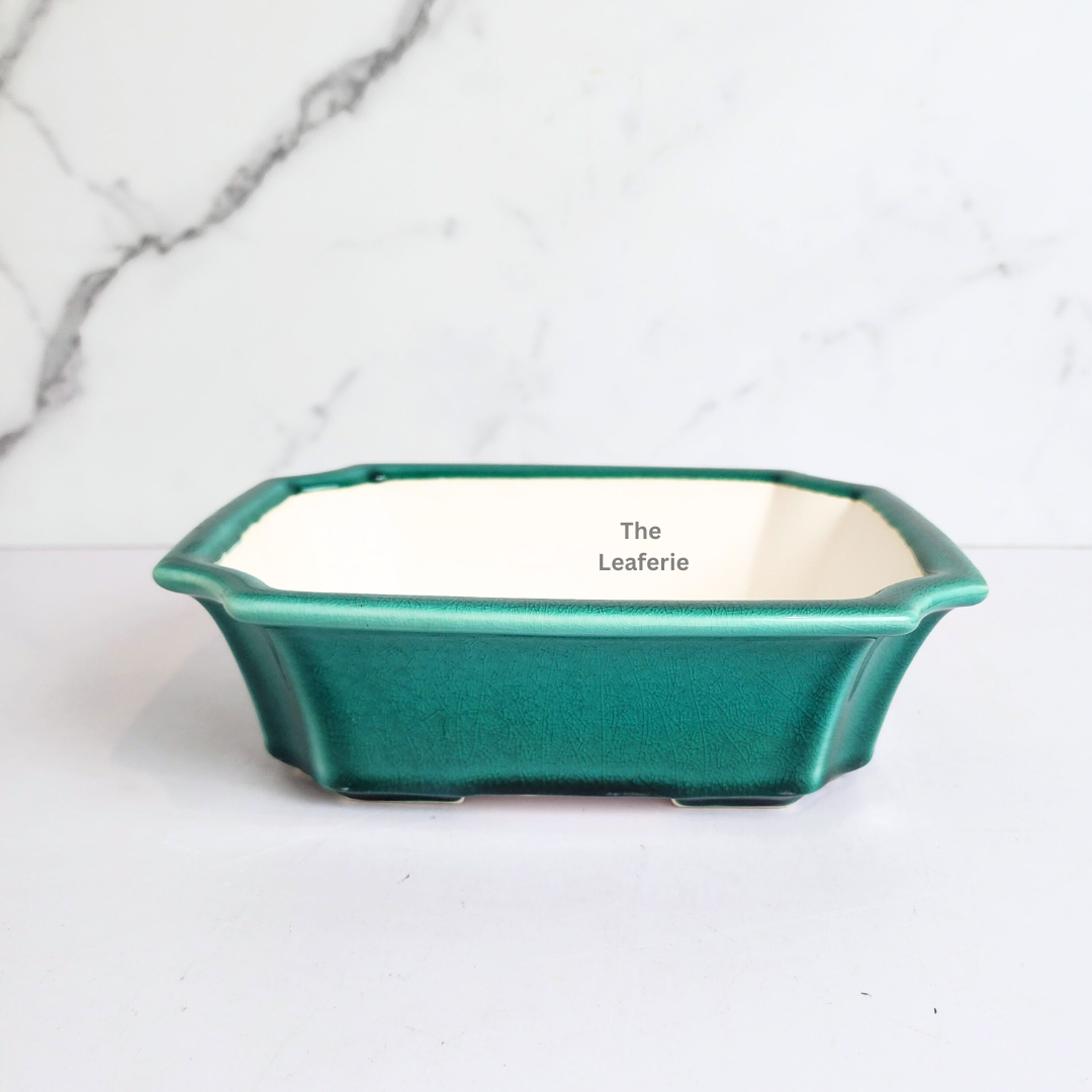 Bonsai Tally (Series 11) Flowerpot