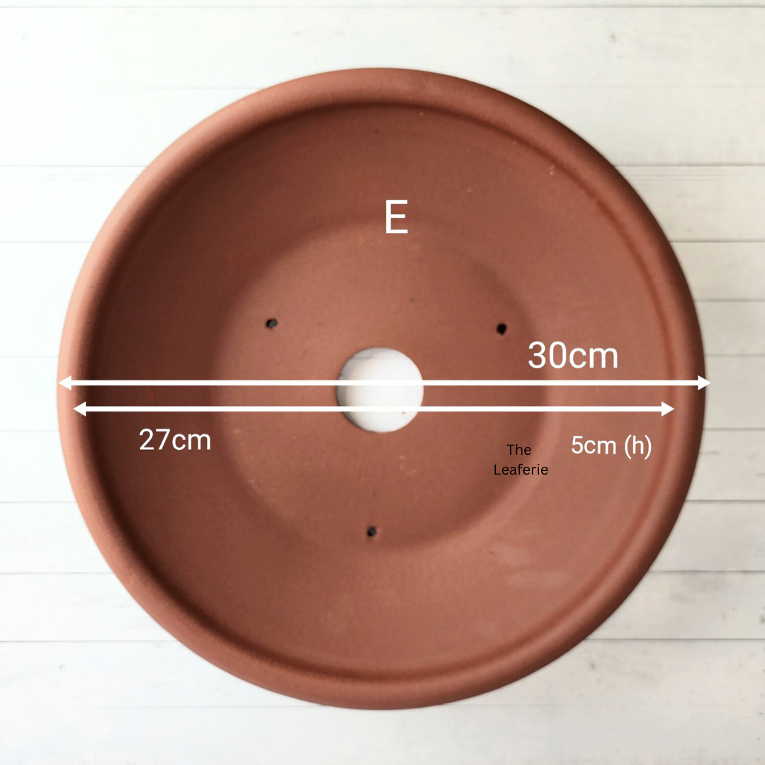 Bonsai Flowerpot / Tray (Series 5) 5 Sizes