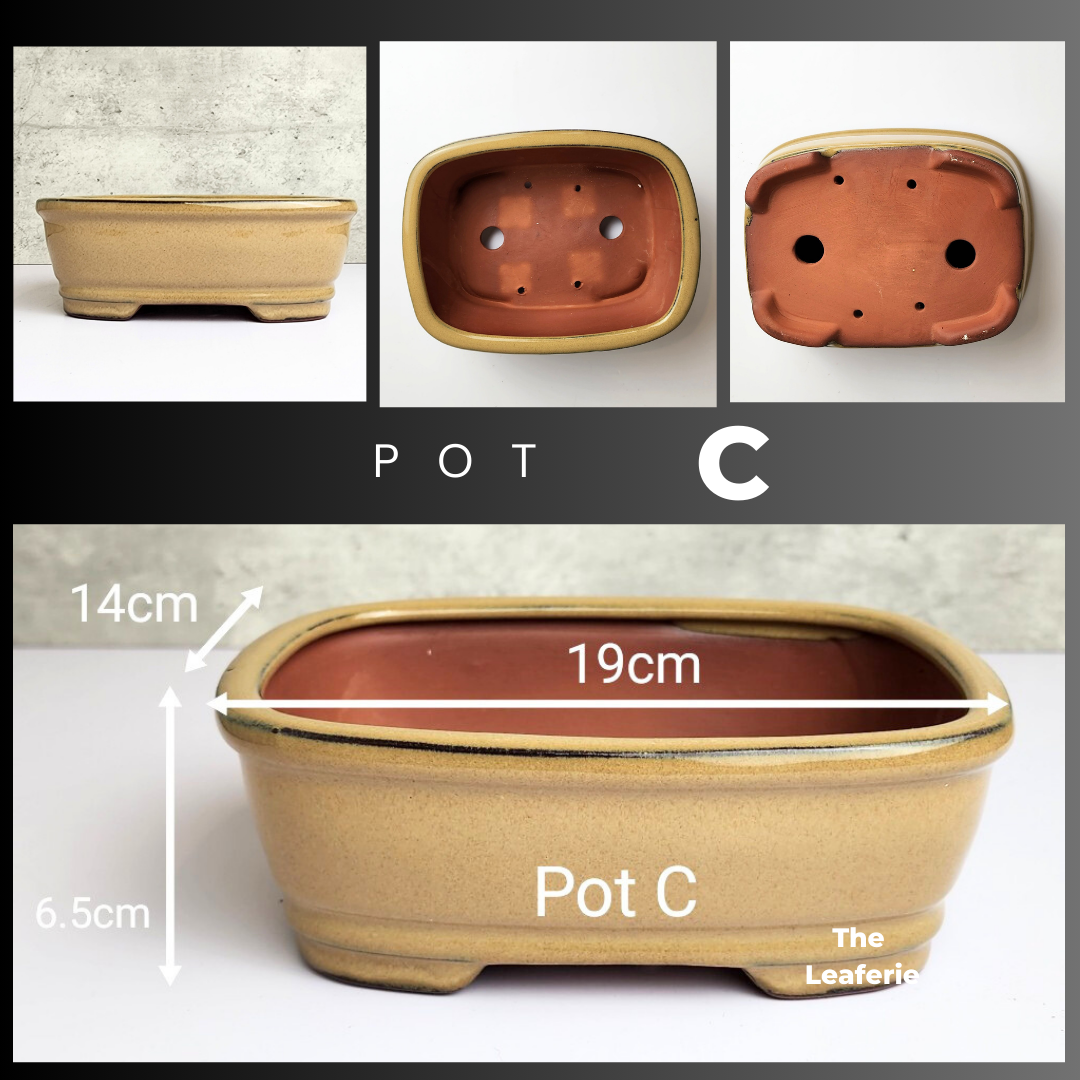 Bonsai Tally Flowerpot (Series 3)