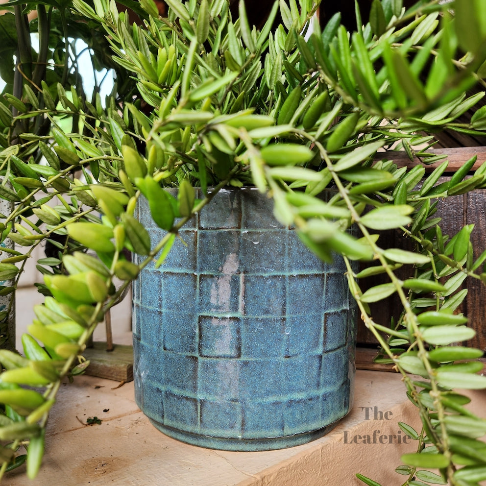 Lazarina Pot