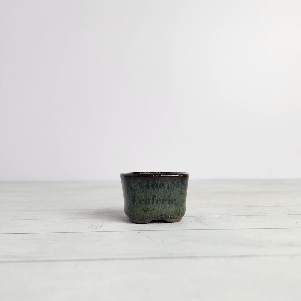Petit Bonsai Flowerpot (Series 6)