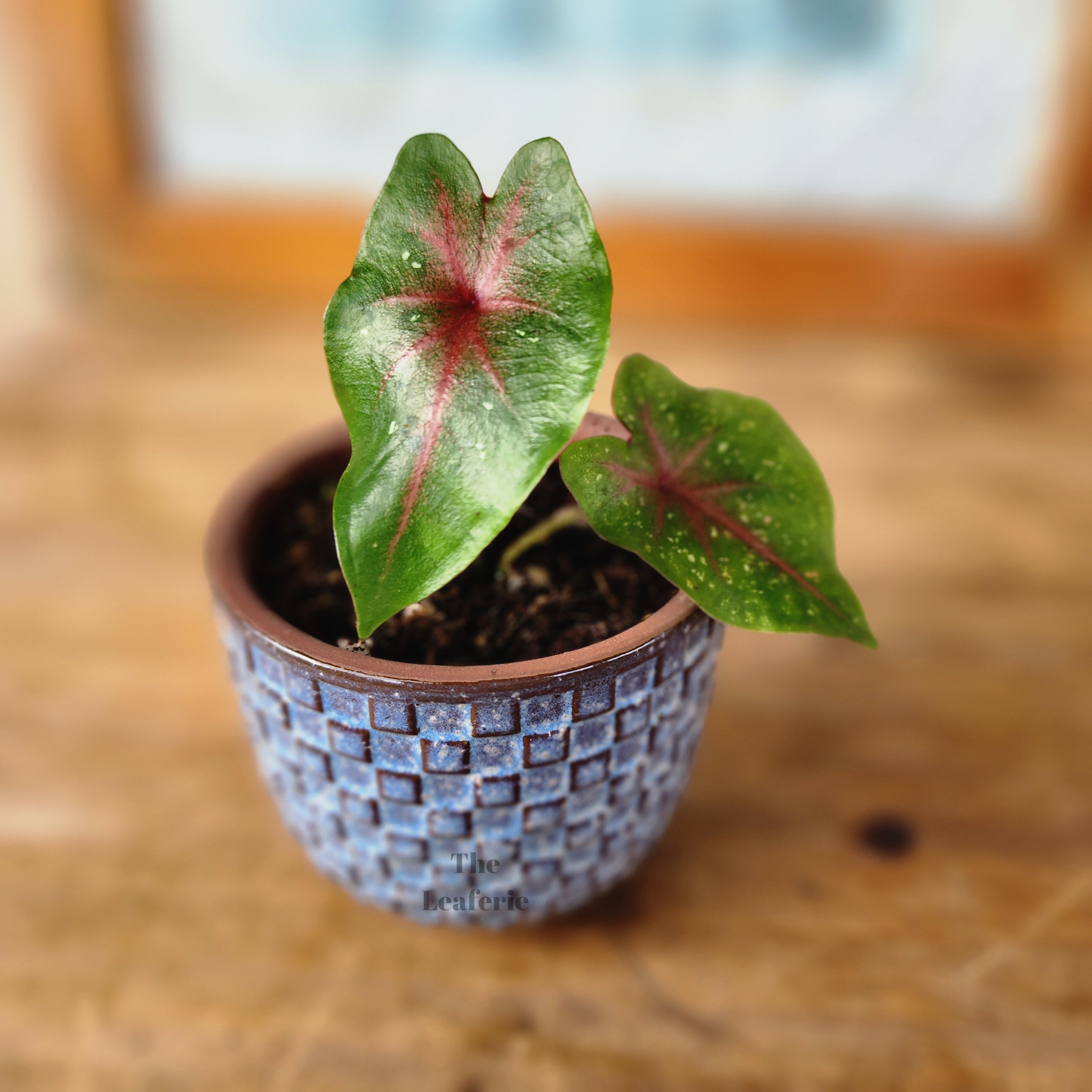 Petit Flowerpots (Series 7)