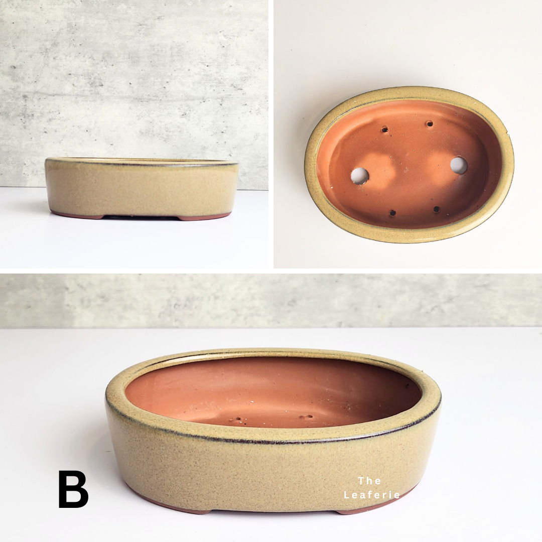 Petit Bonsai Pot (Series 14) Oval