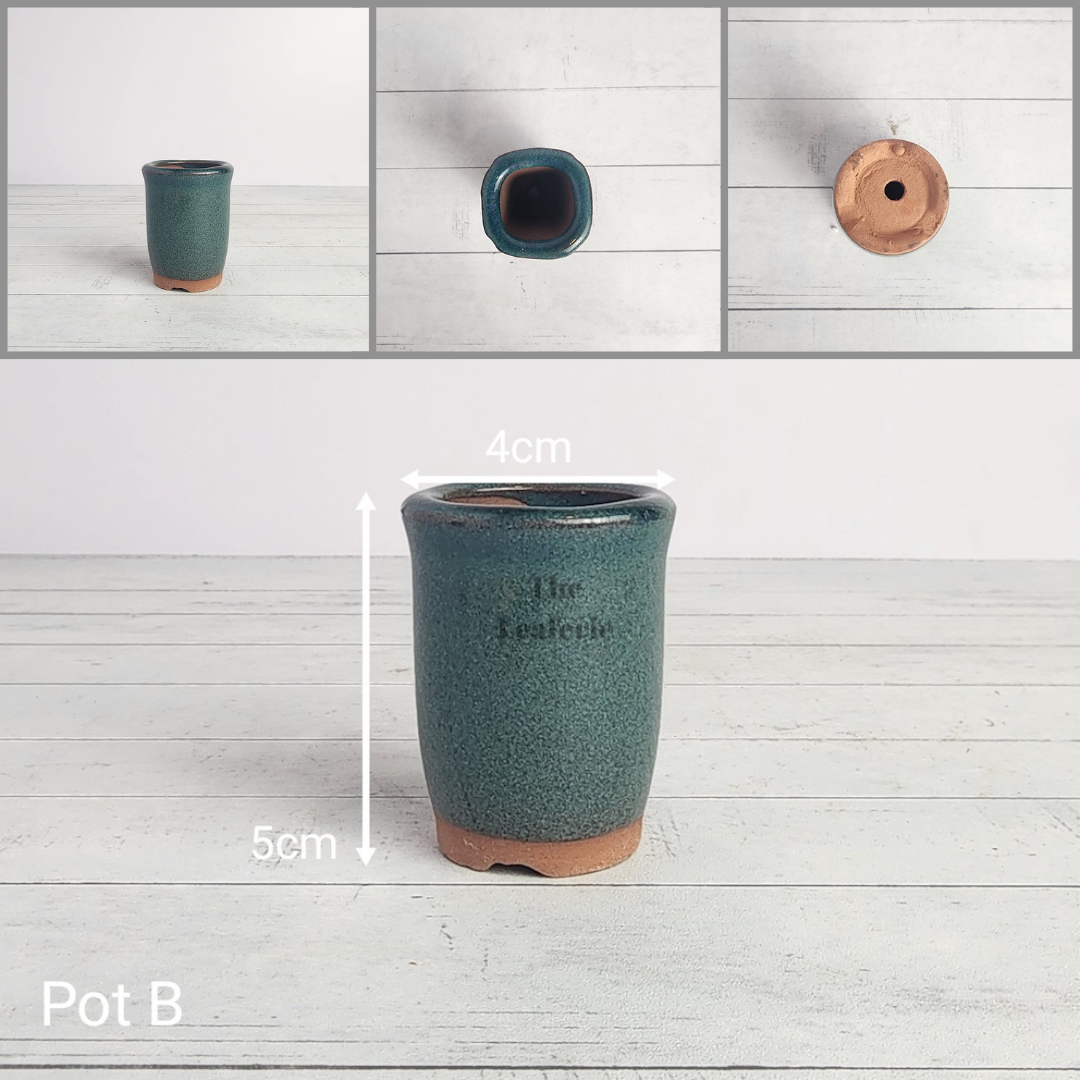 Petit Bonsai Pot (Series 5)