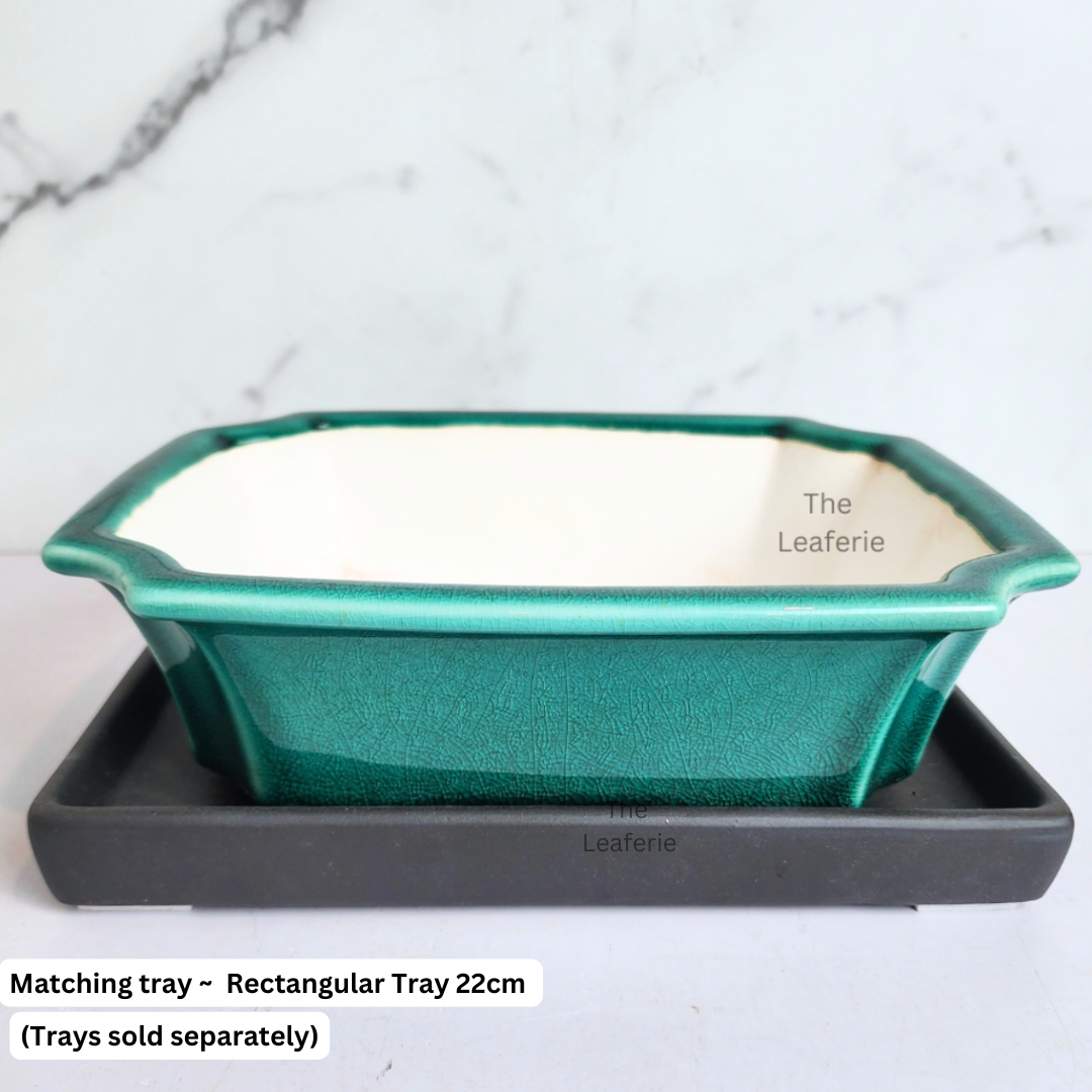 Bonsai Tally (Series 11) Flowerpot