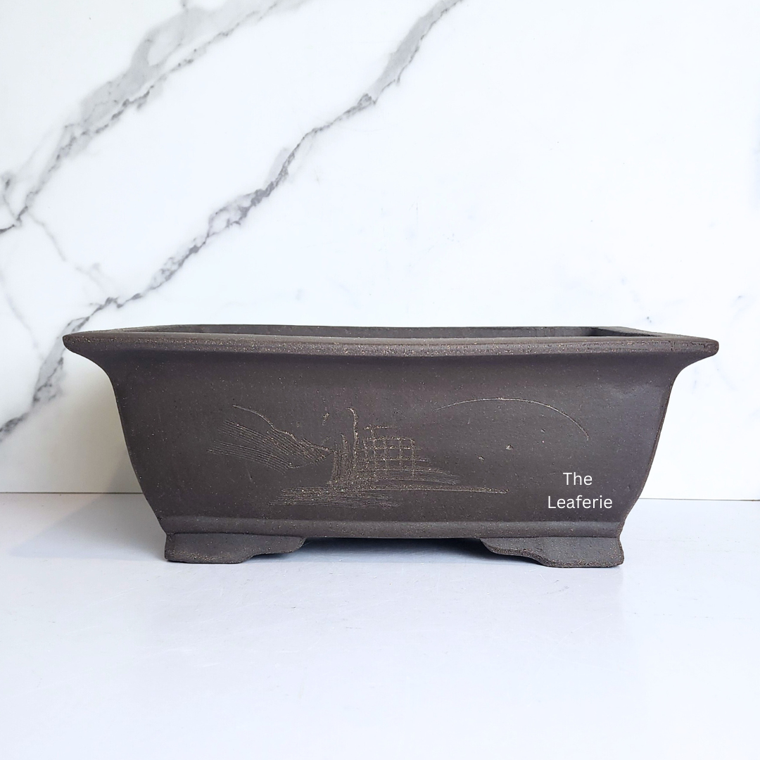 Bonsai Rectangular (Series 2)