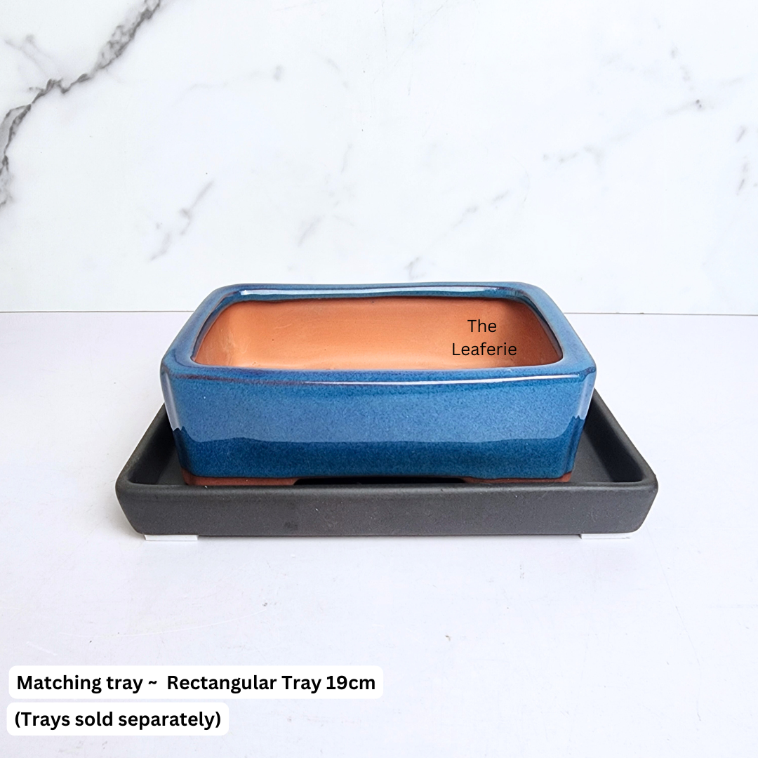 Petit Bonsai Flowerpot (Series 9)