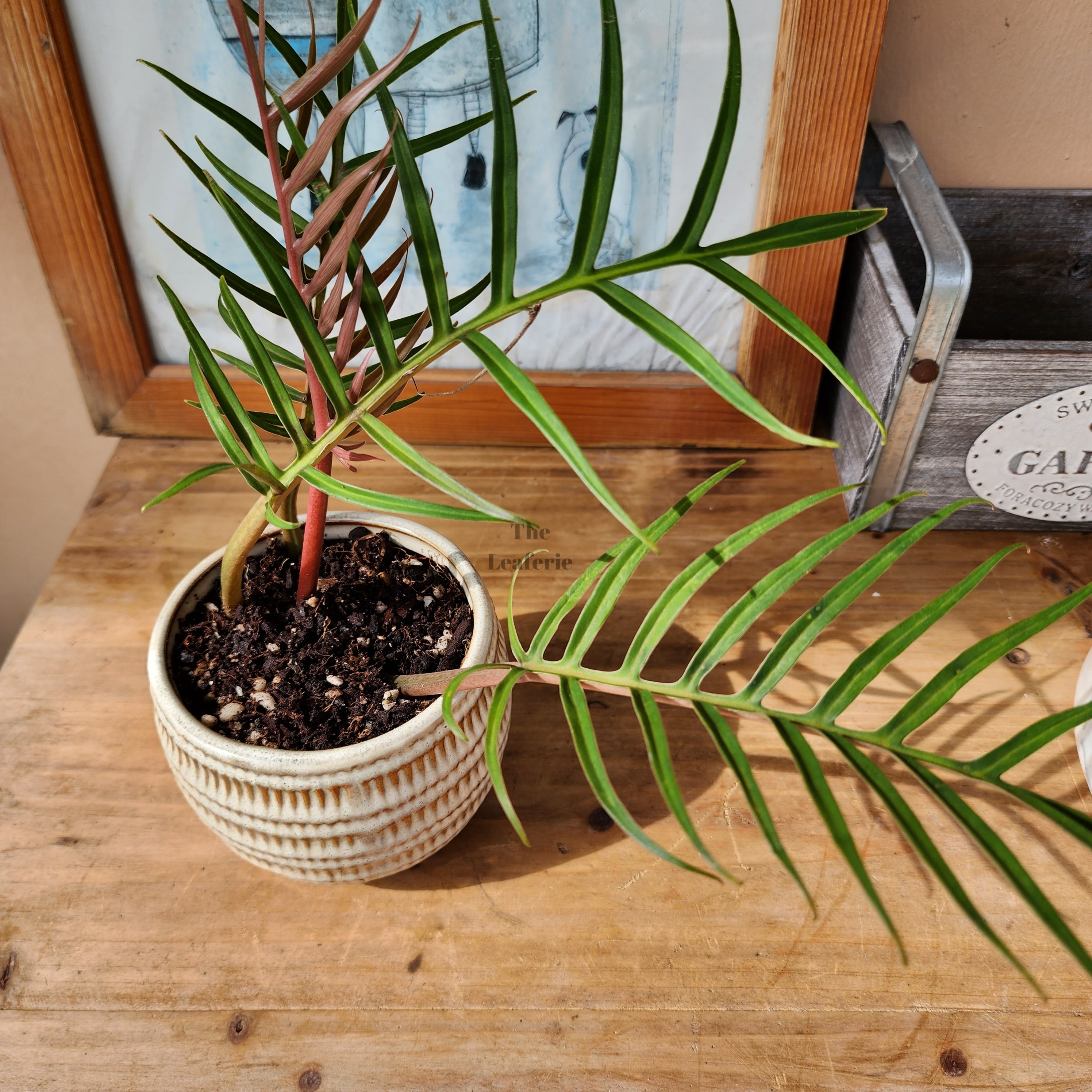 Mini Flowerpots (Series 3) 10cm