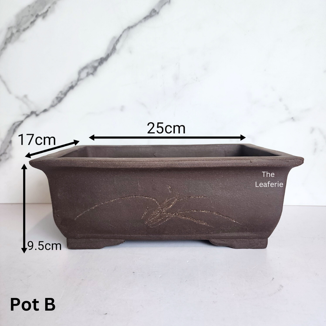 Bonsai Rectangular (Series 2)
