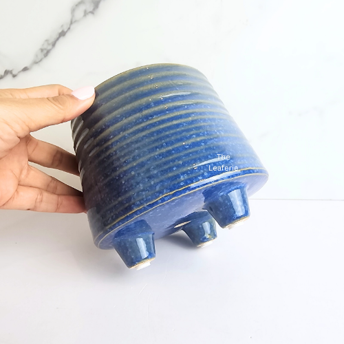 Viola Blue Flowerpot