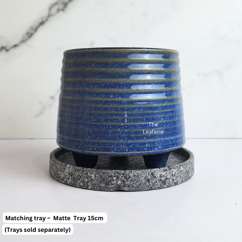 Viola Blue Flowerpot