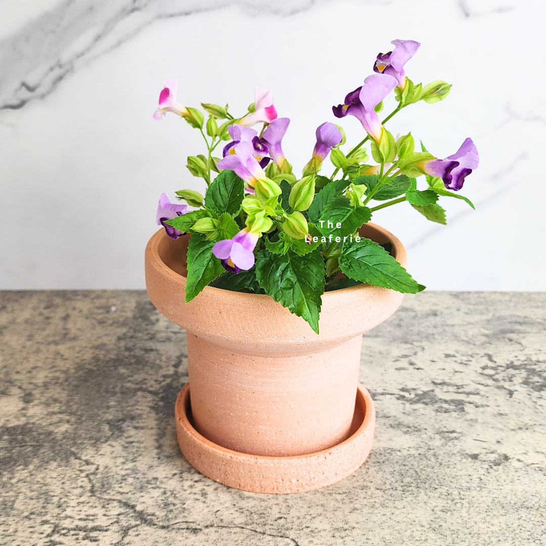 Yara Terracotta Flowerpot with Tray