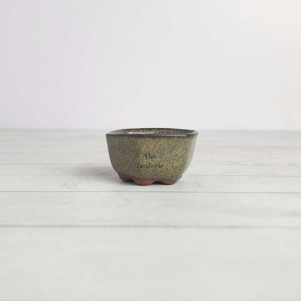 Petit Bonsai Pot (Series 16) Hexagon shape