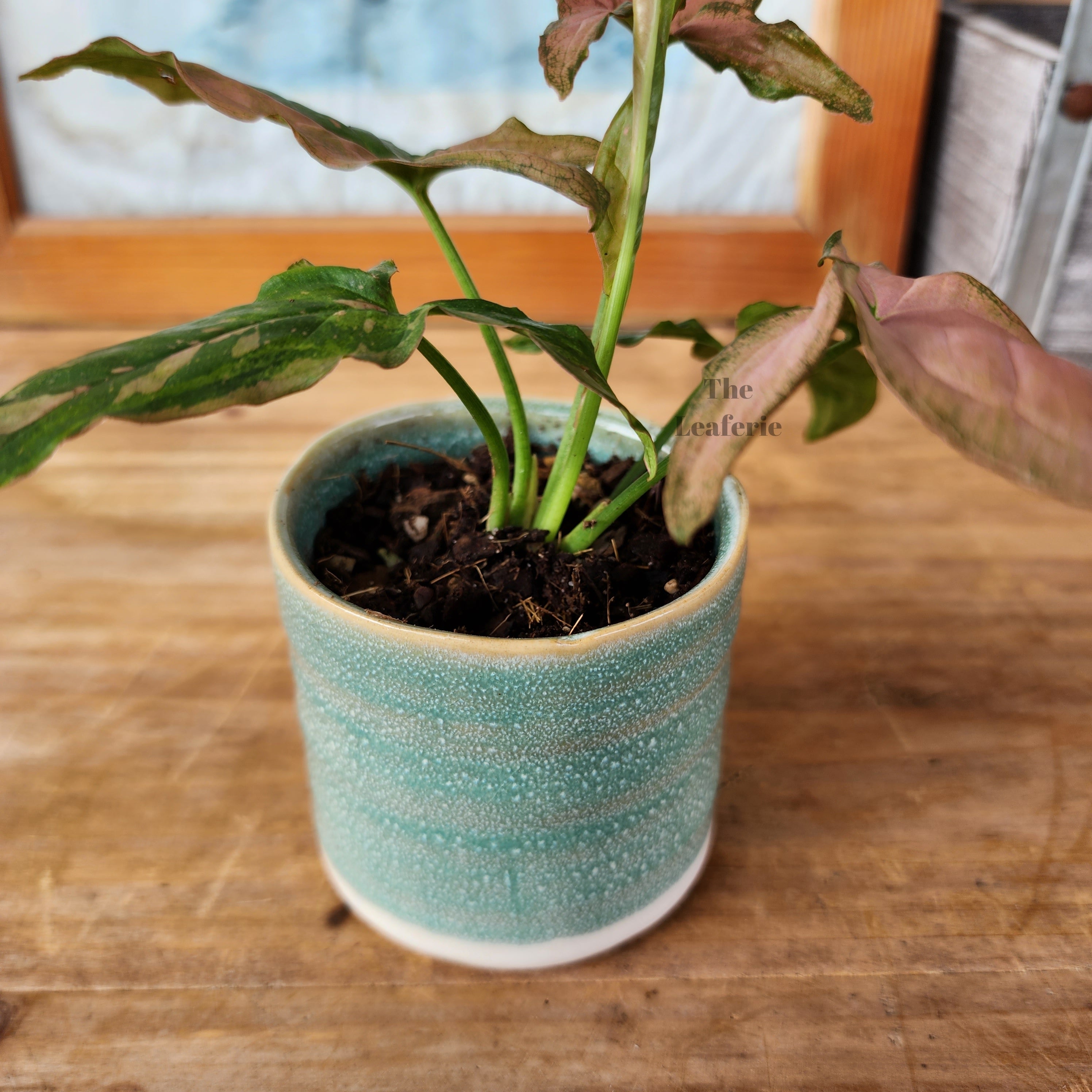 Petit Flowerpots (Series 6)