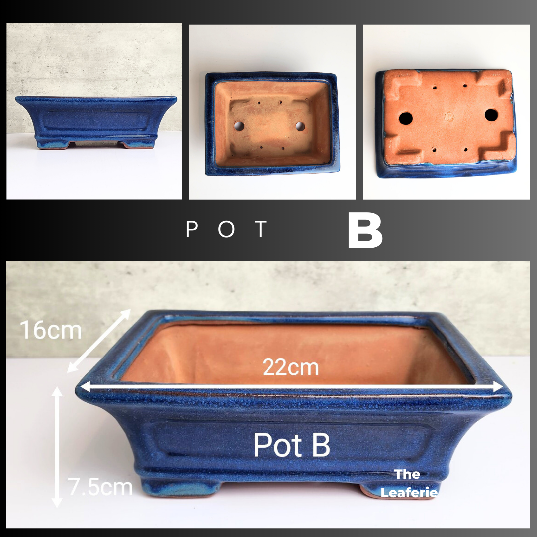 Bonsai Tally Flowerpot (Series 3)