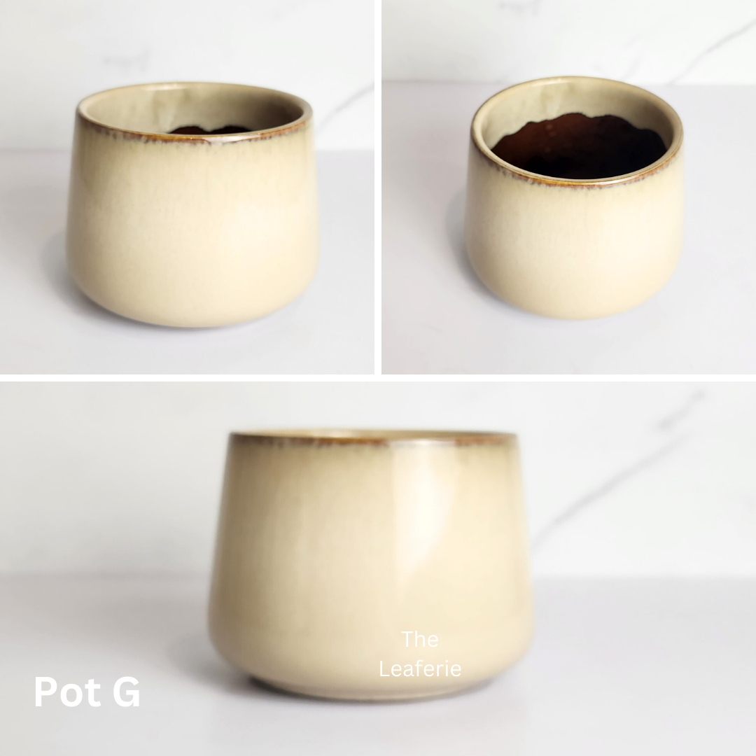 Mini Flowerpots (Series 10) 10cm