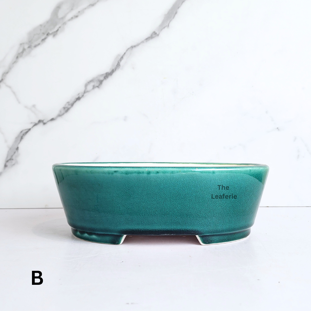 Bonsai Tally (Series 10 ) Oval Flowerpot