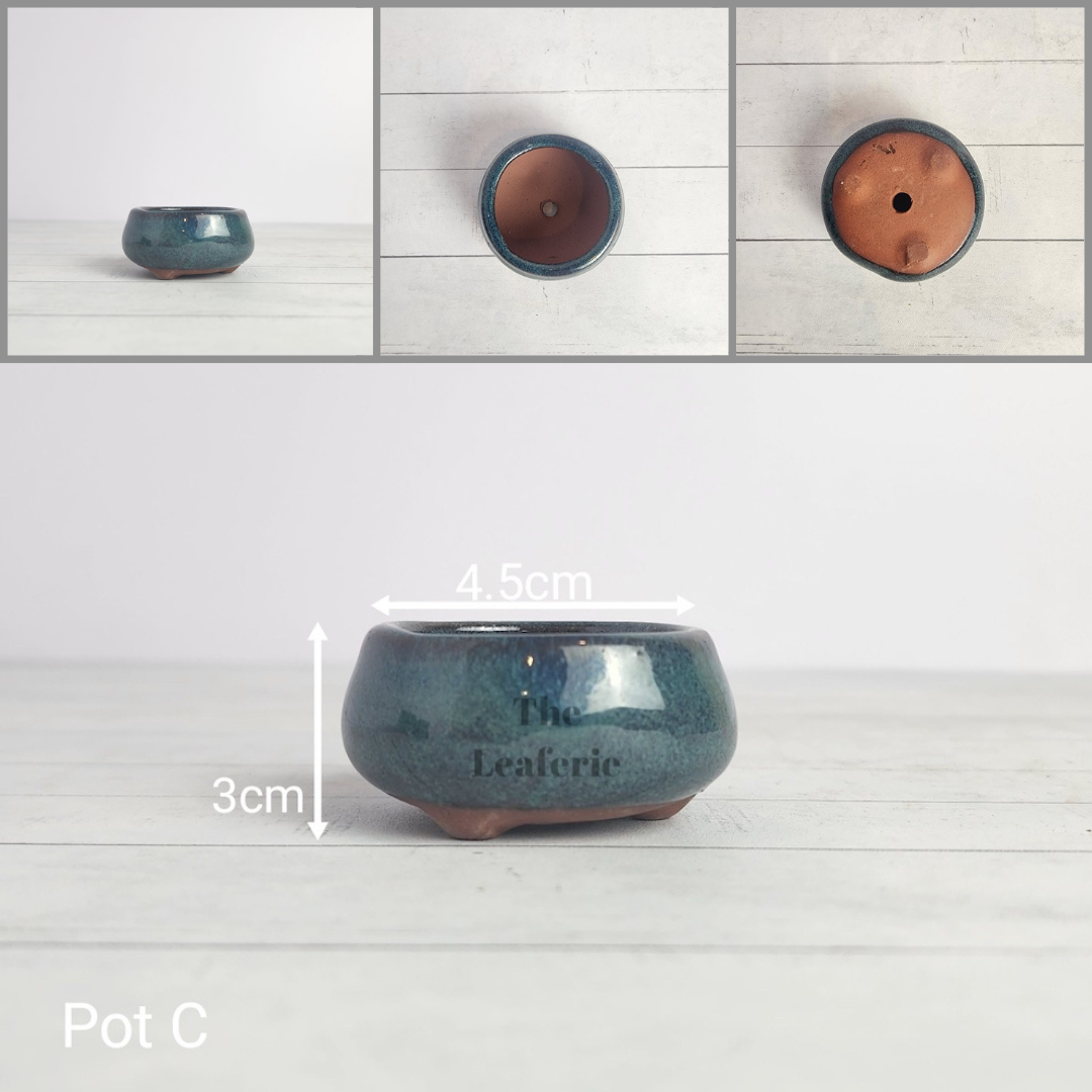Petit Bonsai Pot (Series 5)