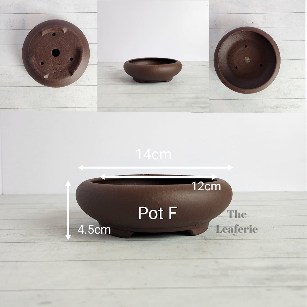 Petit Bonsai Tray / flowerpot (Series 4)