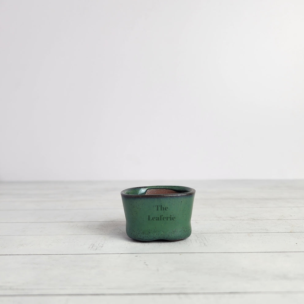 Petit Bonsai Flowerpot (Series 6)