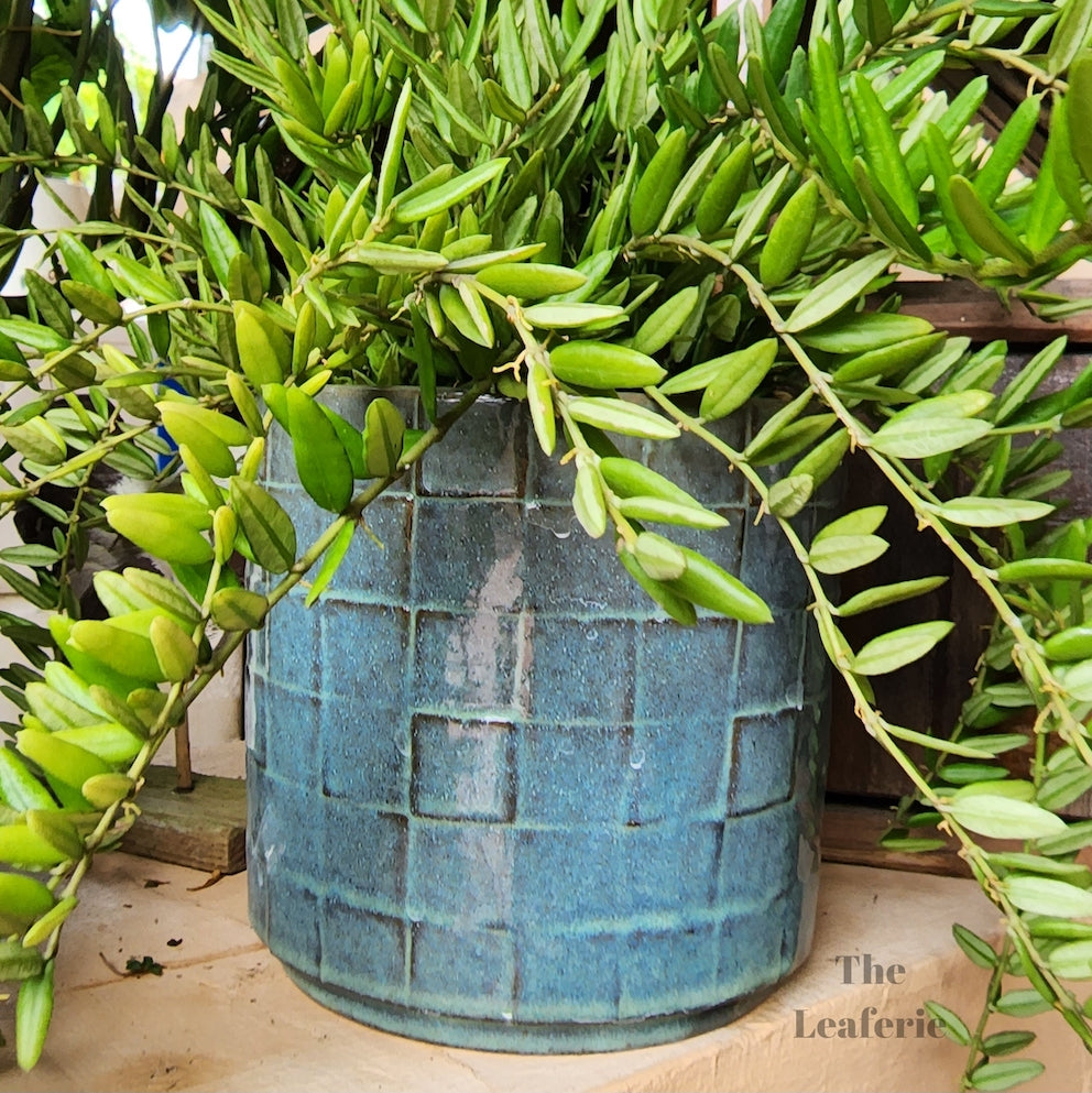 Lazarina Pot