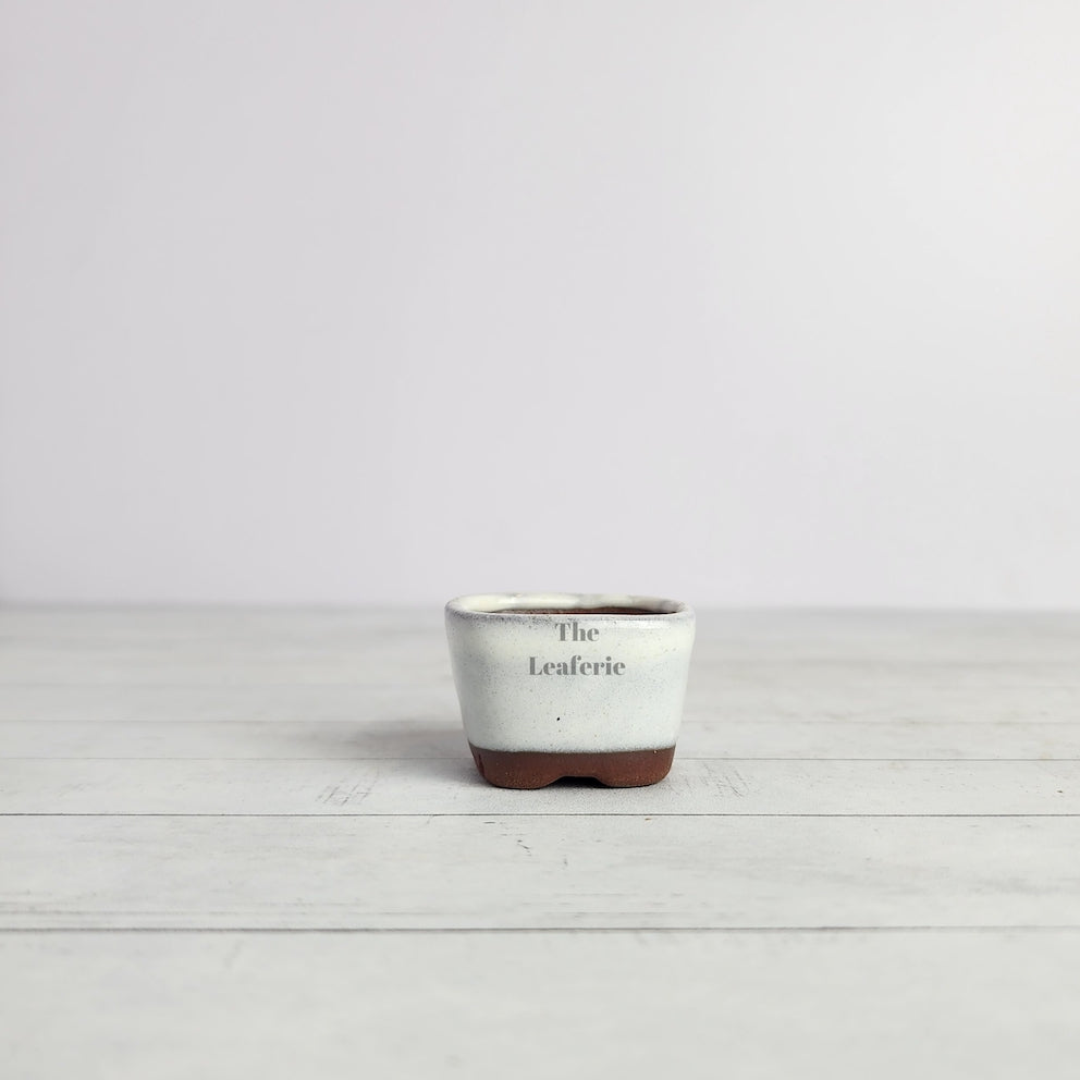 Petit Bonsai Flowerpot (Series 6)
