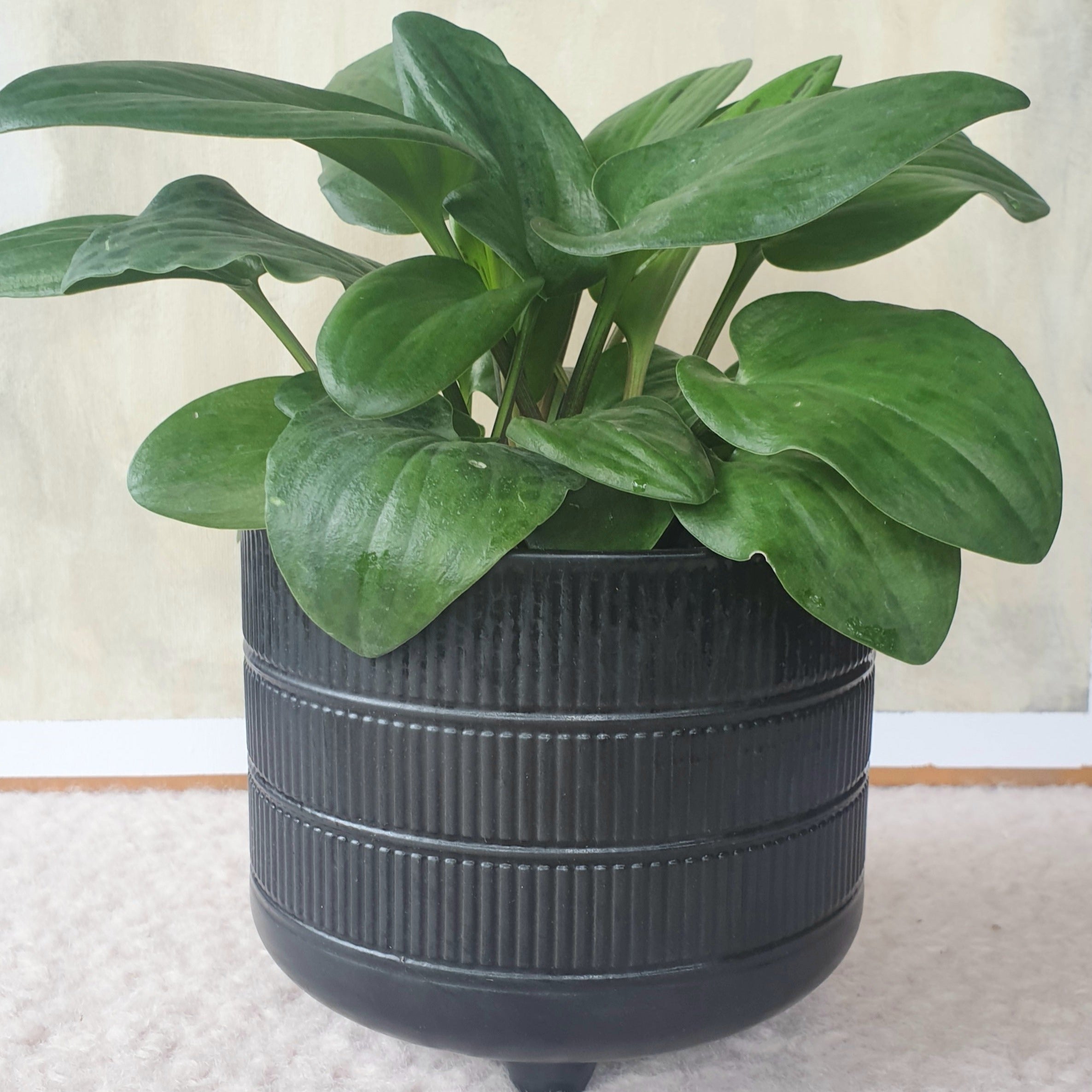 Stripes Flowerpot
