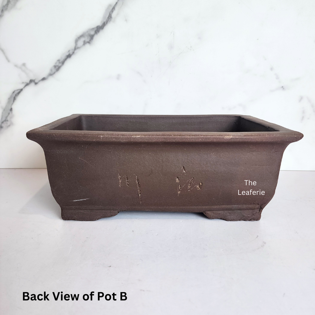 Bonsai Rectangular (Series 2)