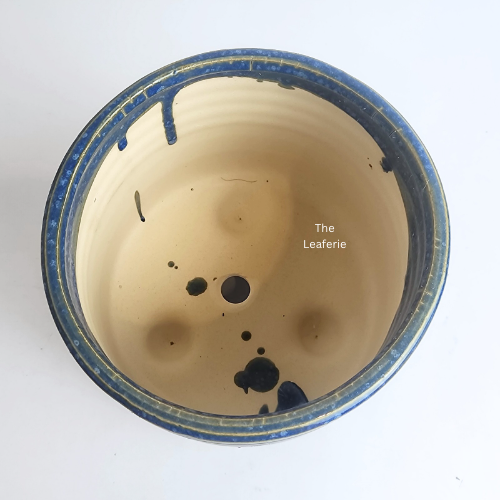 Viola Blue Flowerpot