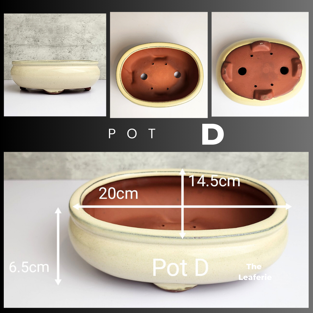 Bonsai Tally Flowerpot (Series 3)
