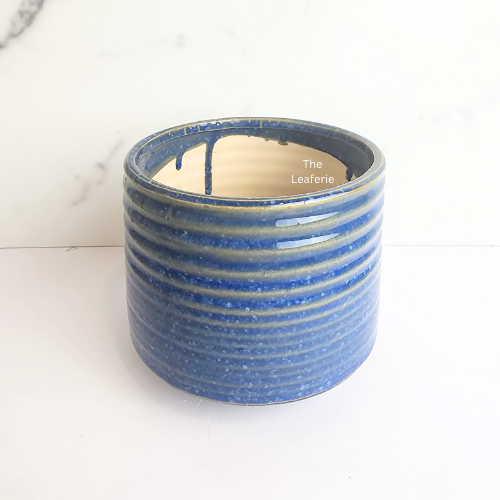 Viola Blue Flowerpot