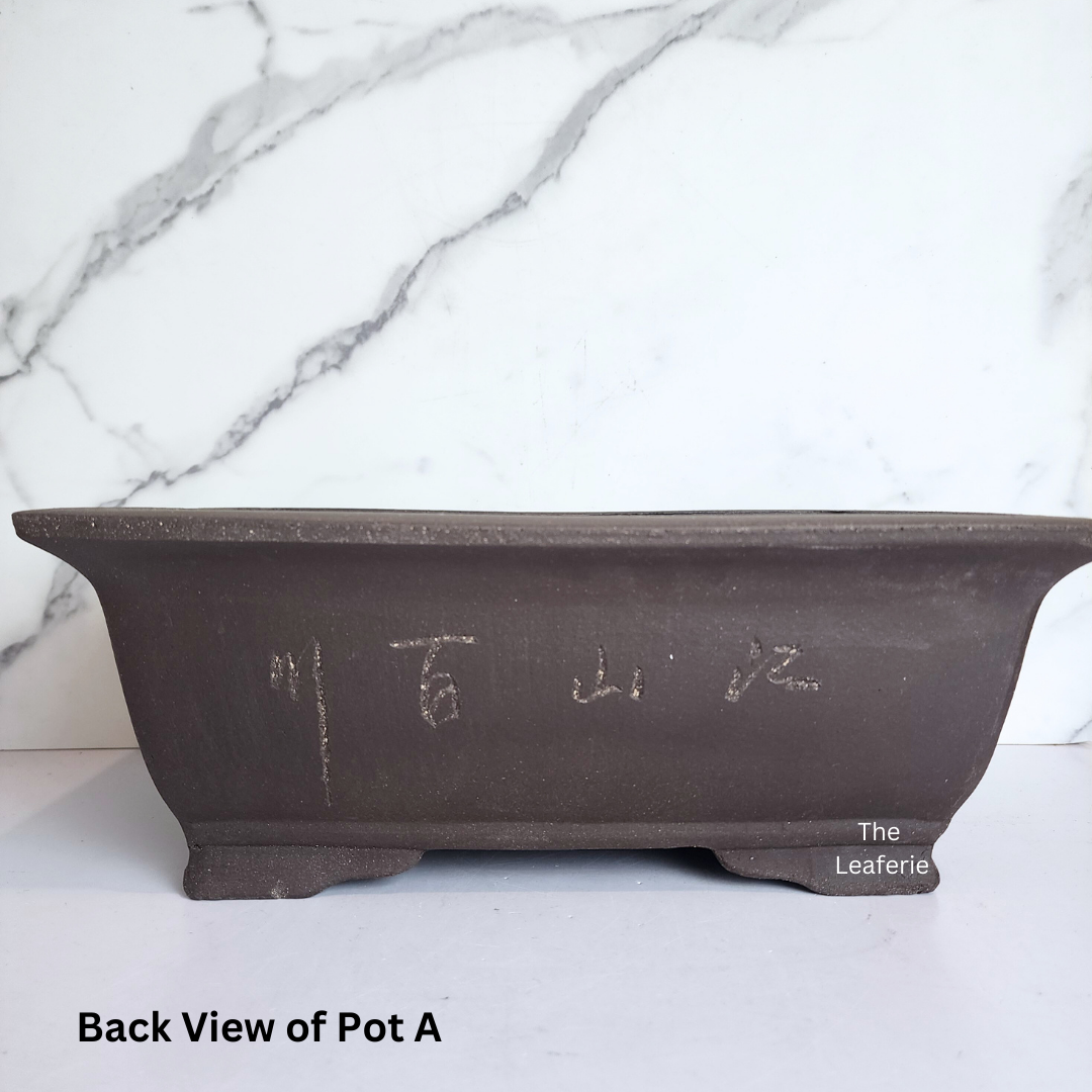 Bonsai Rectangular (Series 2)