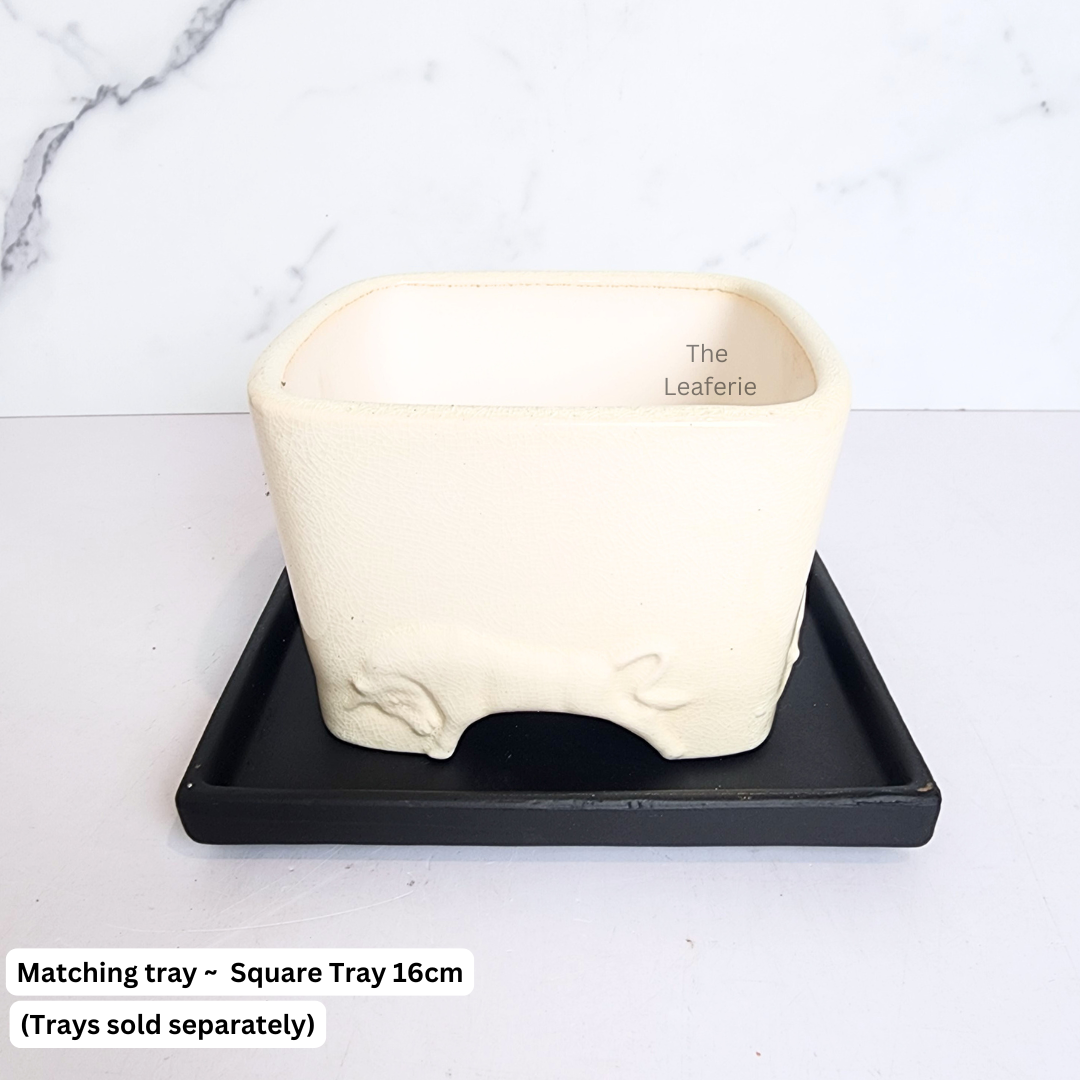 Bonsai Flowerpot (Series 62) Square