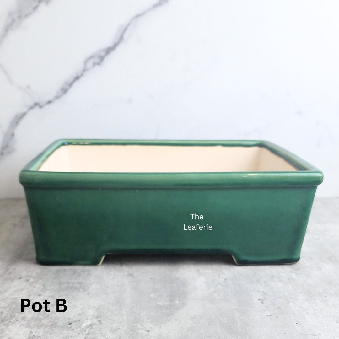 Bonsai Flowerpot (Series 61) Rectangular