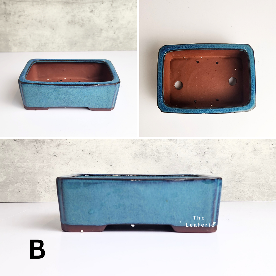 Petit Bonsai Flowerpot (Series 9)