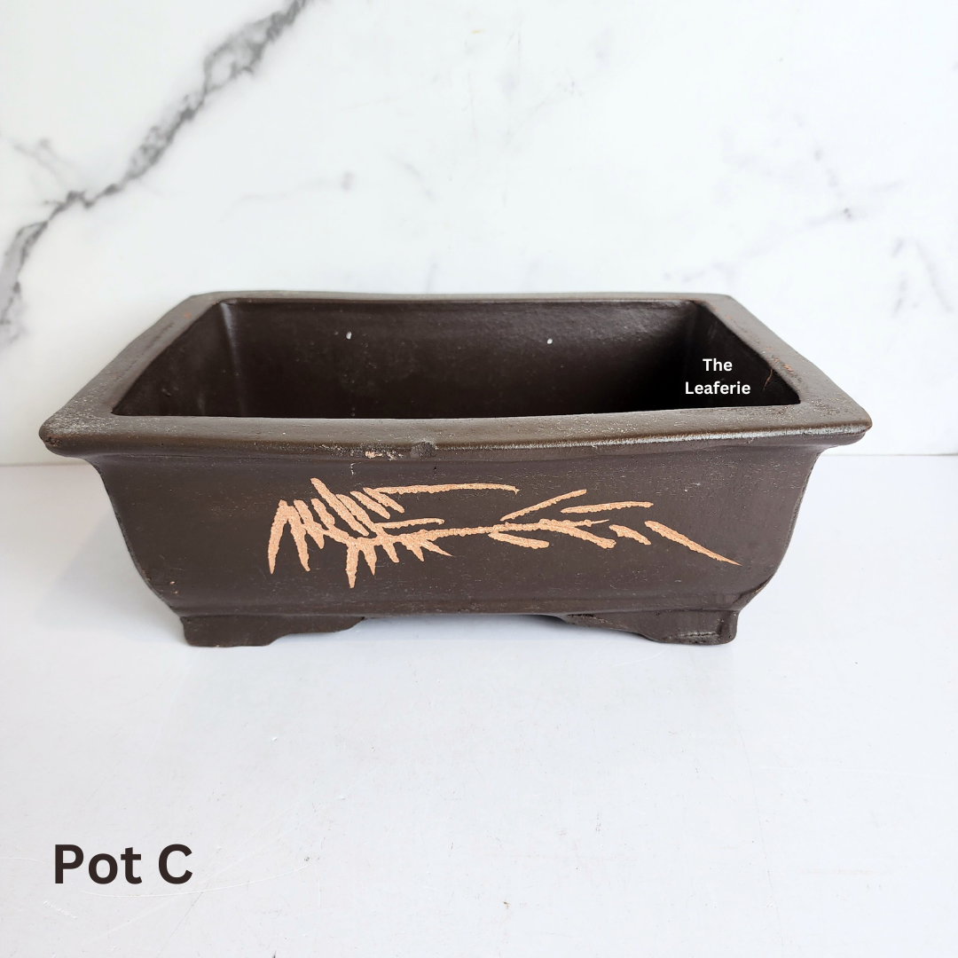 Bonsai Rectangular (Series 2)